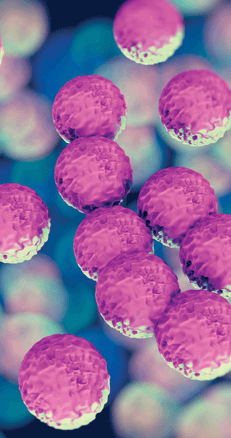 Gram-positive bacteria