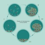 A Synergistic Response to Biofilm Microbes