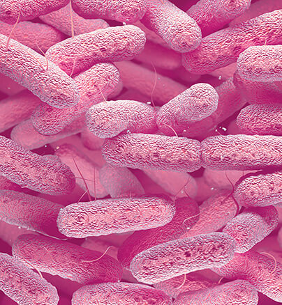 Gram-negative bacteria
