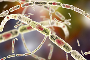 Spores