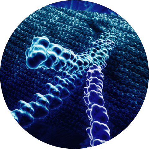 About Type 1 Collagen