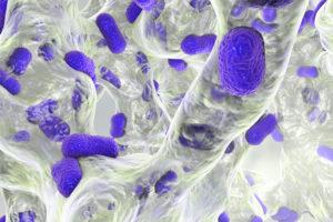 Biofilm Blog 3