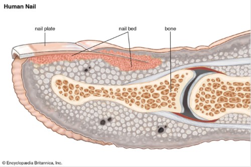 Caring For Your Feet After A Surgical Nail Removal