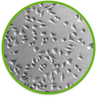 ALLOCYTE® Plus Advanced Viable Bone Matrix Proprietary DMSO-free cryoprotectant