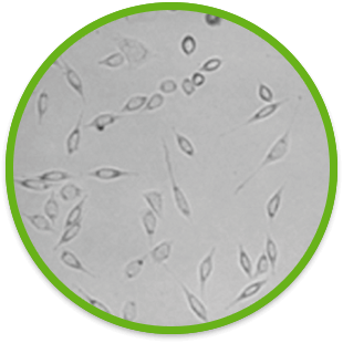 2.5% DMSO solution
