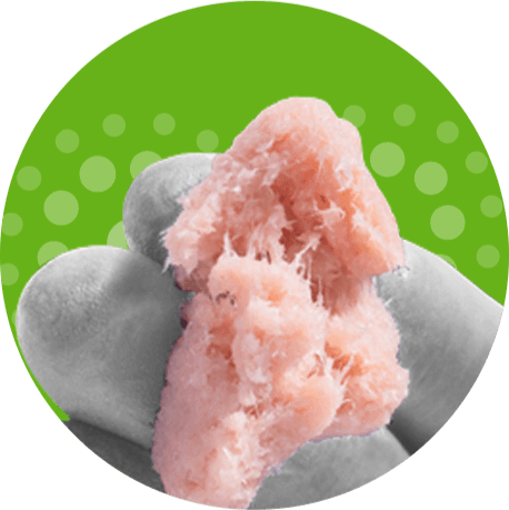 allocyte